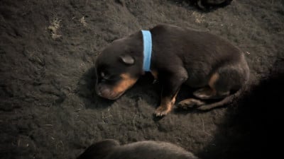 Les chiots de Berger de Beauce