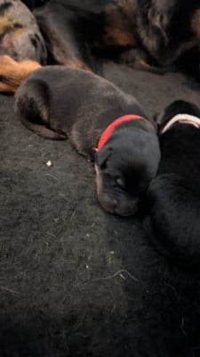Les chiots de Berger de Beauce