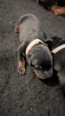 Les chiots de Berger de Beauce