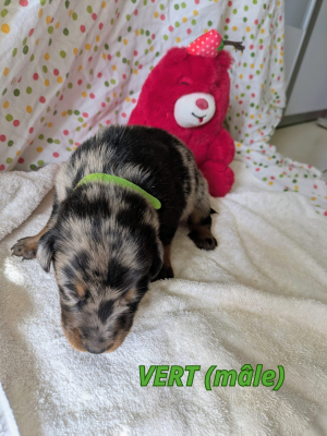 Les chiots de Berger de Beauce