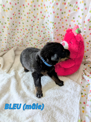 Les chiots de Berger de Beauce