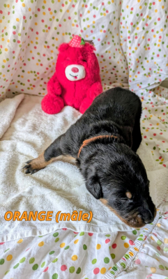 Les chiots de Berger de Beauce