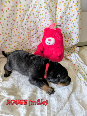 Les chiots de Berger de Beauce