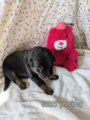 Les chiots de Berger de Beauce