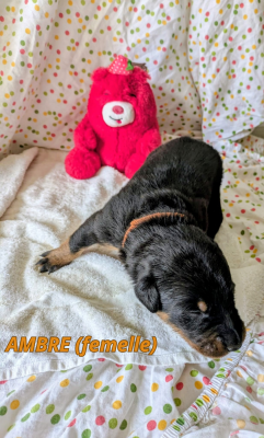 Les chiots de Berger de Beauce