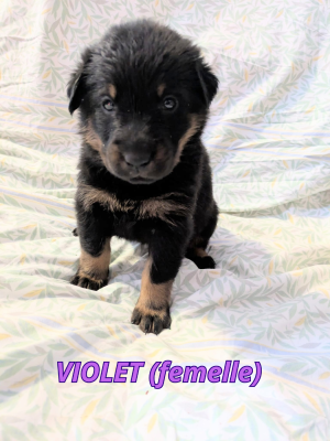 Les chiots de Berger de Beauce