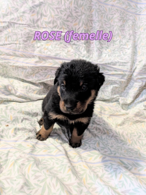 Les chiots de Berger de Beauce