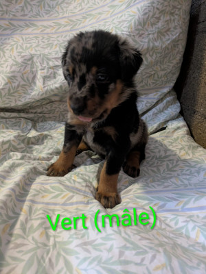 Les chiots de Berger de Beauce