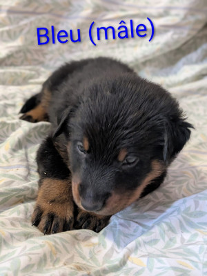 Les chiots de Berger de Beauce