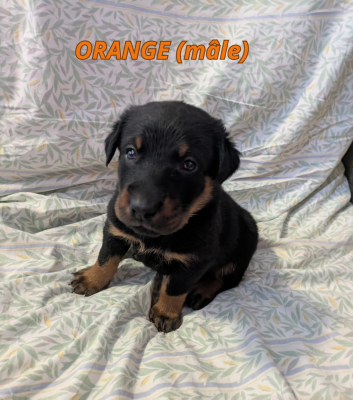 Les chiots de Berger de Beauce