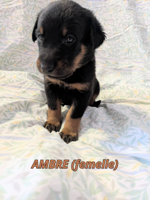 Les chiots de Berger de Beauce