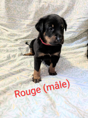 Les chiots de Berger de Beauce