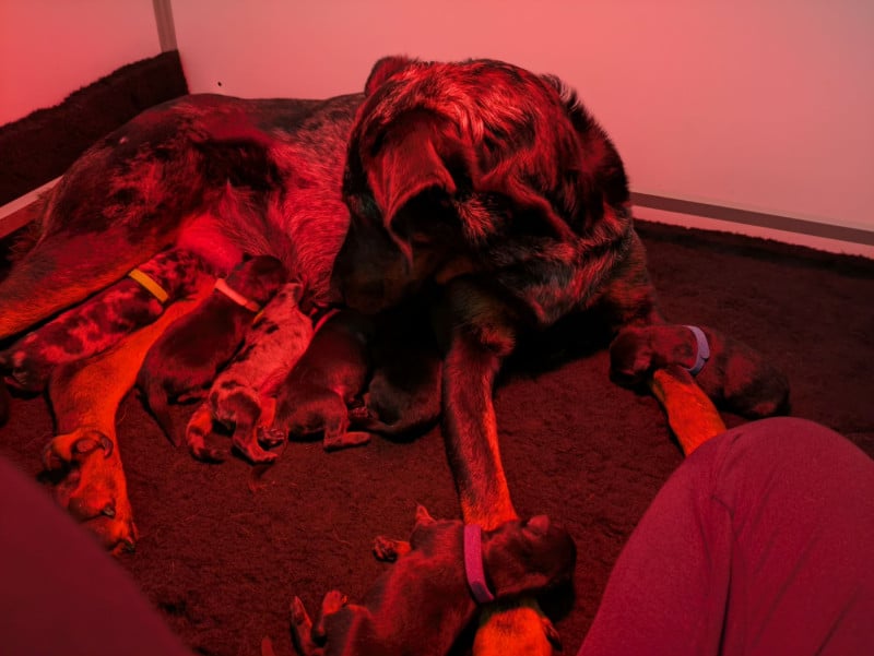 Berger de Beauce - De La Contrée De Tegga