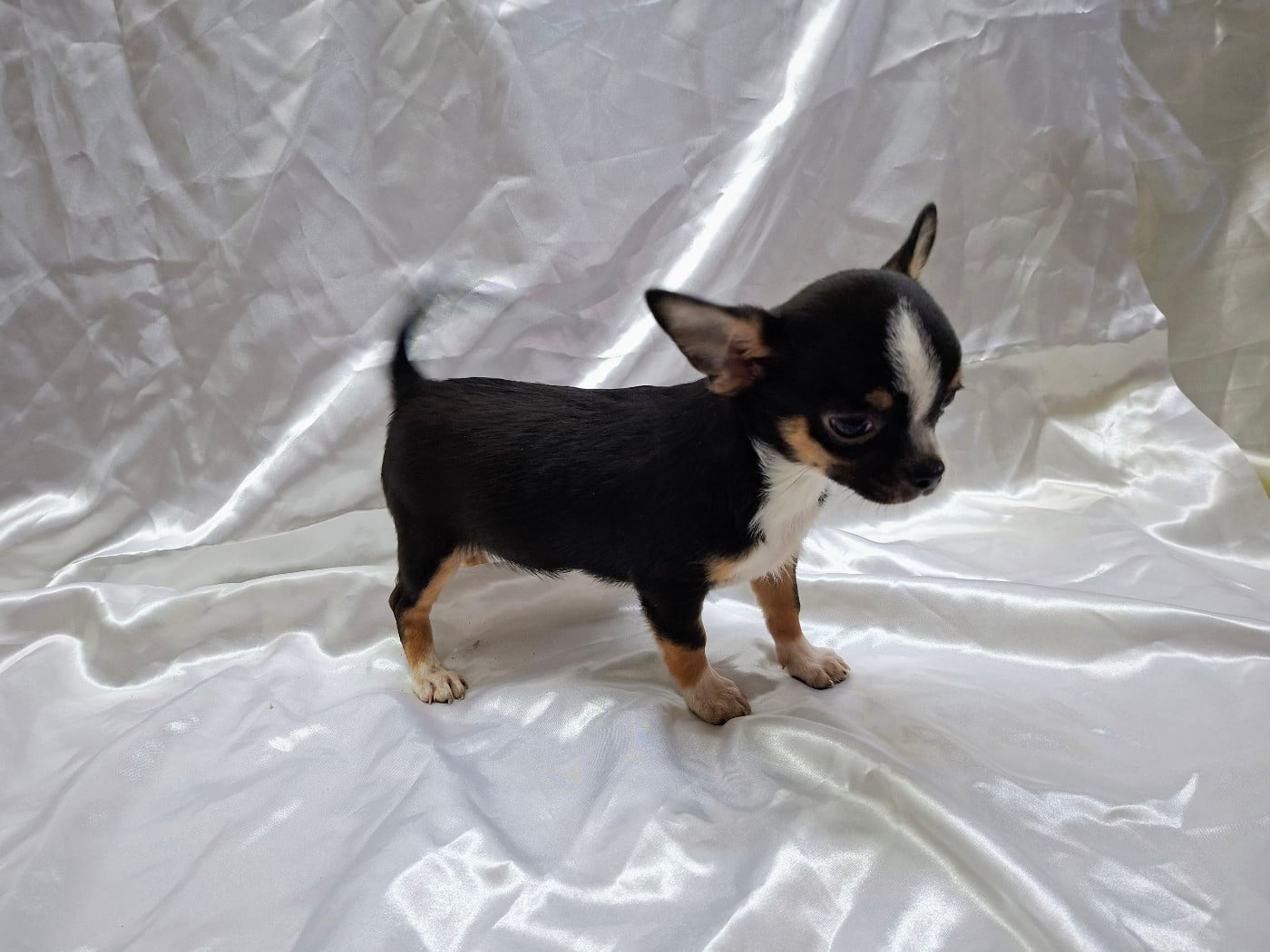 Chihuahua - Des Pequelets Cevenols