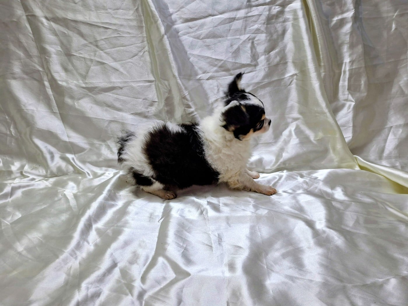 Chihuahua - Des Pequelets Cevenols