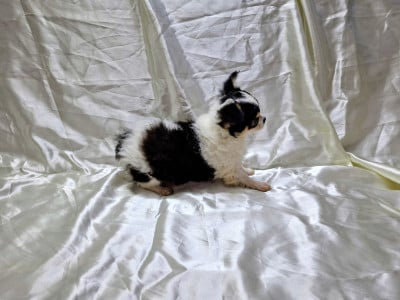 Les chiots de Chihuahua