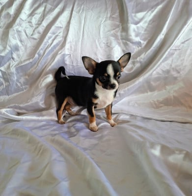 Les chiots de Chihuahua