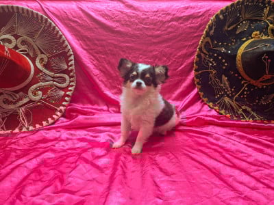 Les chiots de Chihuahua