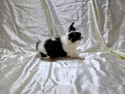 Les chiots de Chihuahua