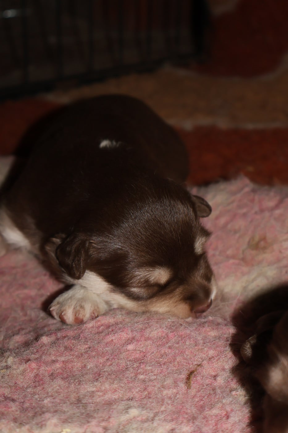 Chiot Chien finnois de Laponie