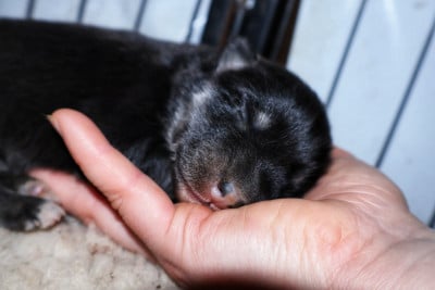 Les chiots de Chien finnois de Laponie