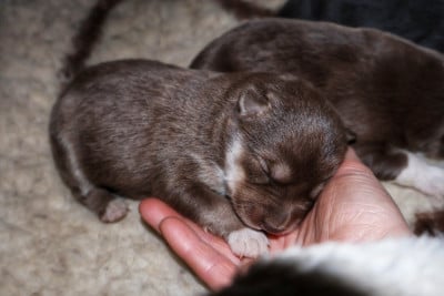 Les chiots de Chien finnois de Laponie