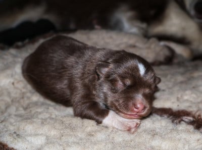 Les chiots de Chien finnois de Laponie