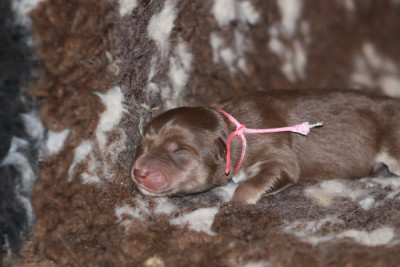 Les chiots de Chien finnois de Laponie