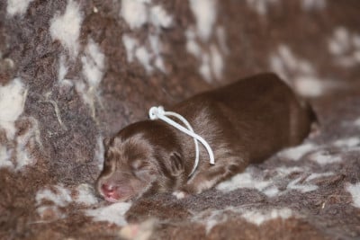 Les chiots de Chien finnois de Laponie