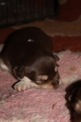 Les chiots de Chien finnois de Laponie