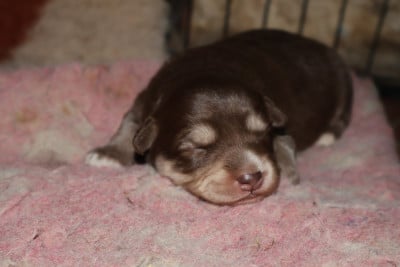 Les chiots de Chien finnois de Laponie
