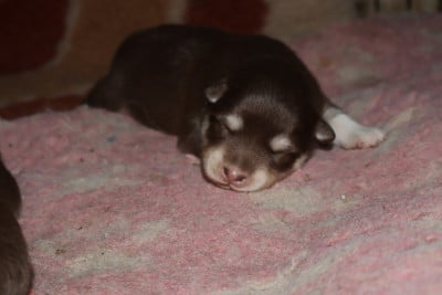 Les chiots de Chien finnois de Laponie