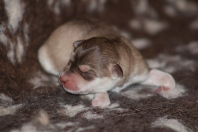 Les chiots de Chien finnois de Laponie
