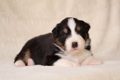 Les chiots de Berger Australien