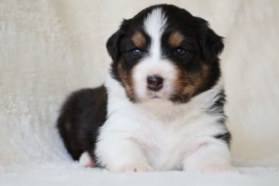 Les chiots de Berger Australien