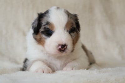 Les chiots de Berger Australien
