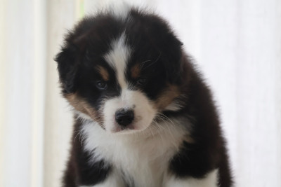 Les chiots de Berger Australien