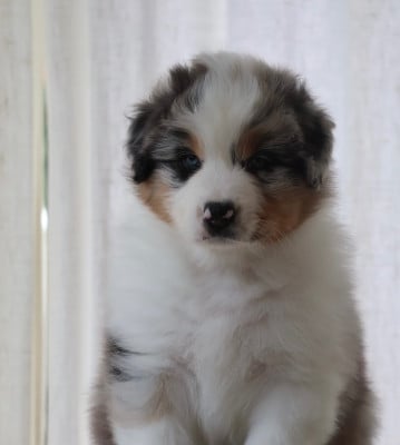 Les chiots de Berger Australien