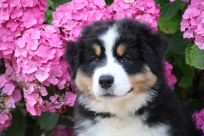 Les chiots de Berger Australien
