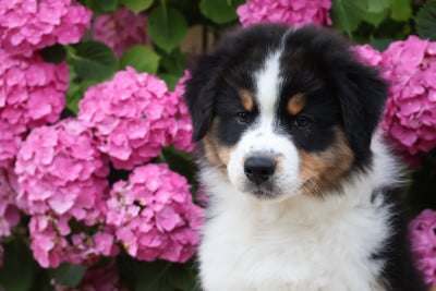 Les chiots de Berger Australien