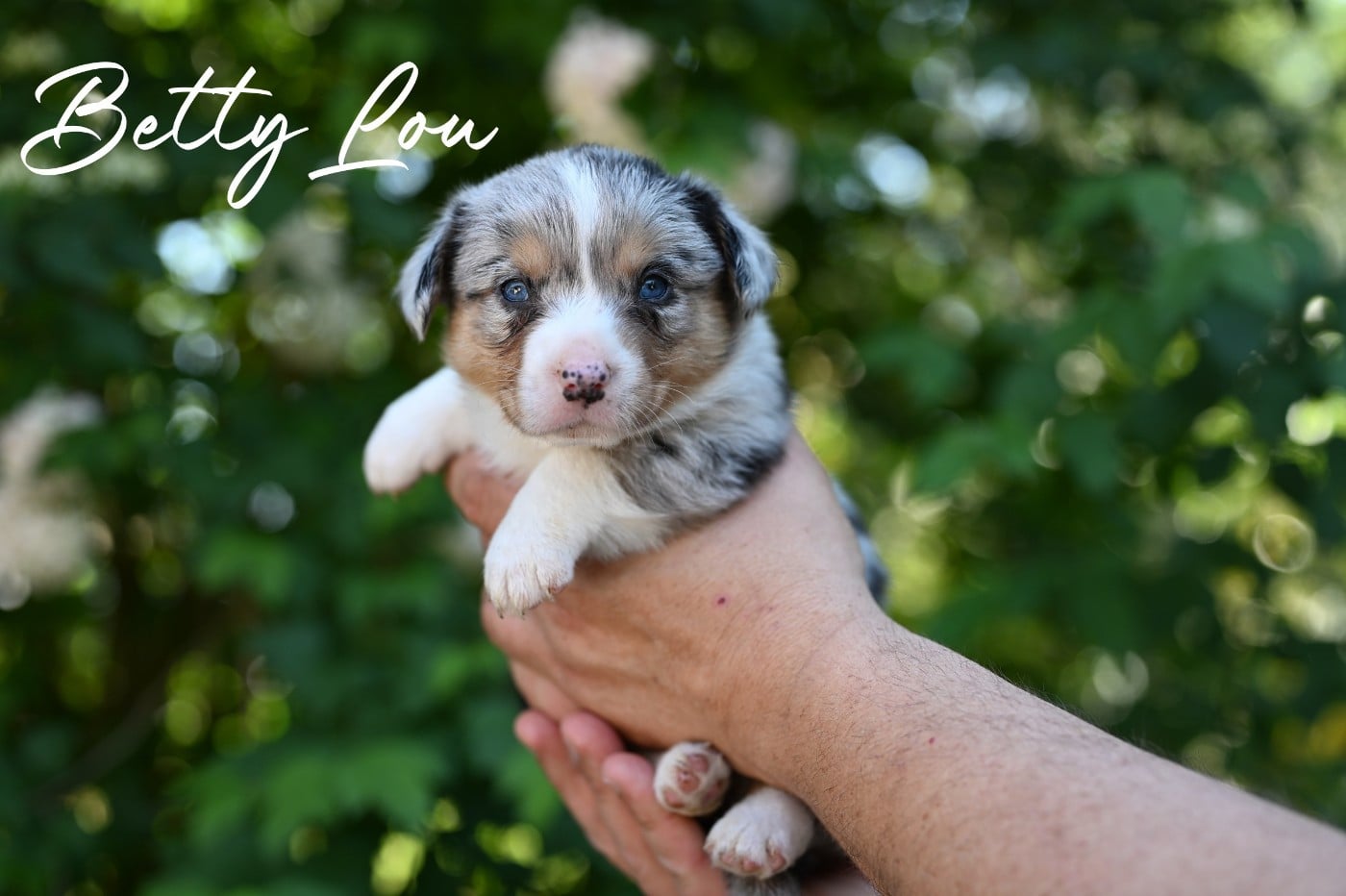 Welsh Corgi Cardigan - Of Arcadia?s Dream