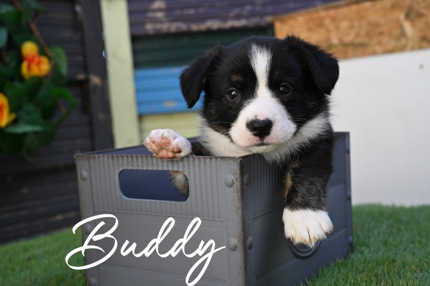 Buddy