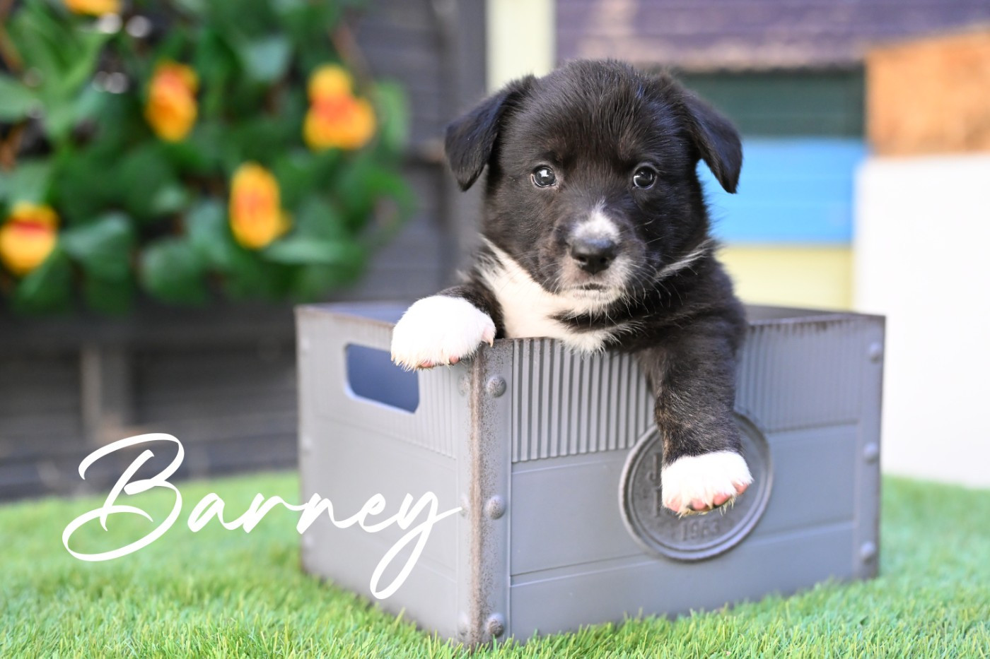 Barney