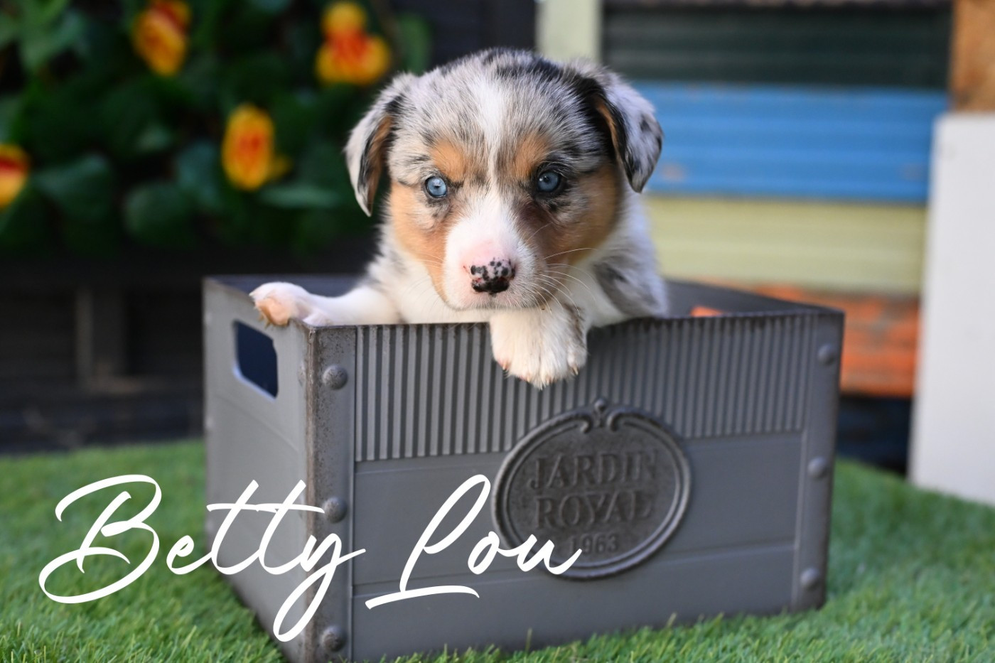 Betty Lou