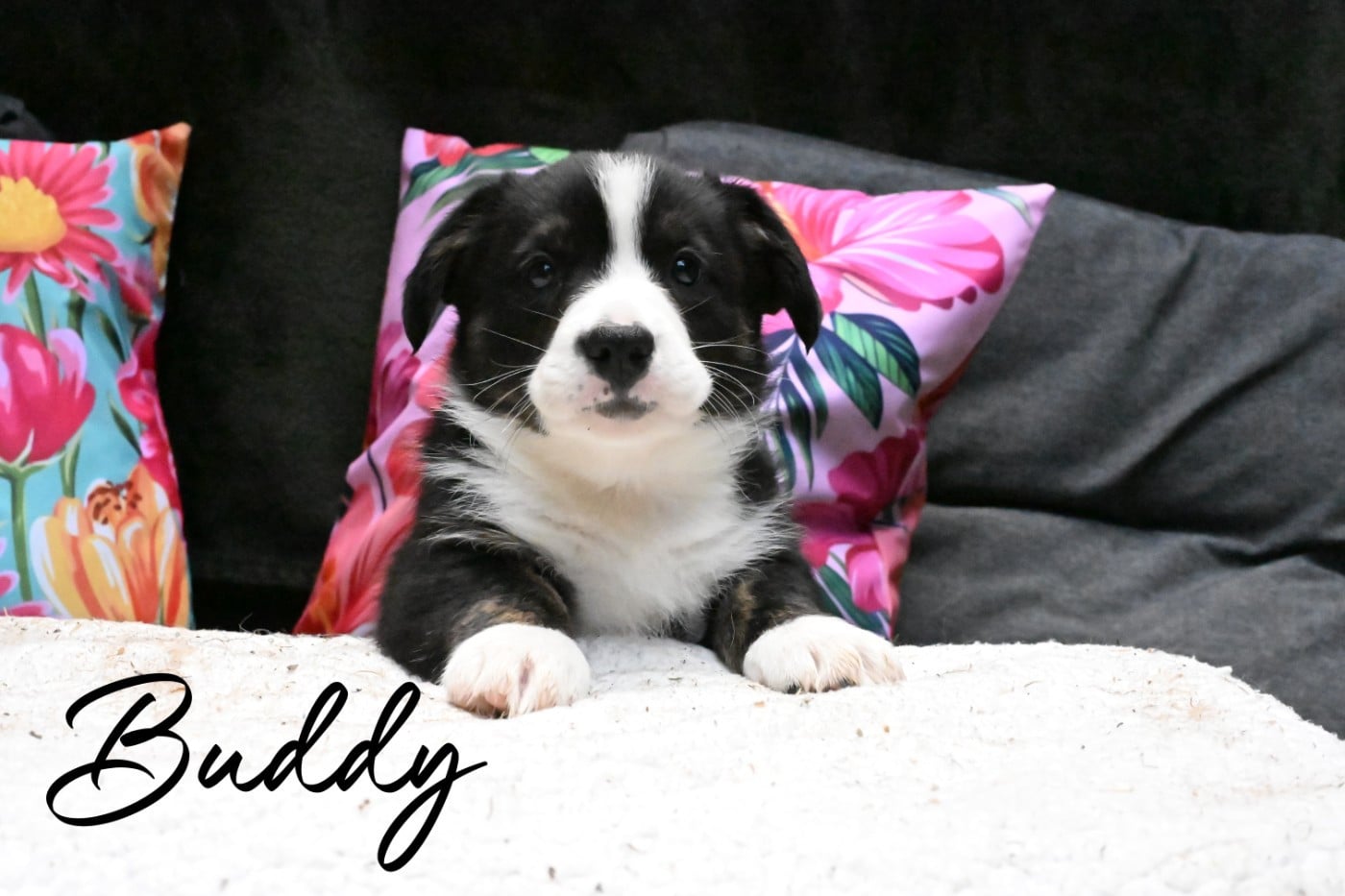 Buddy