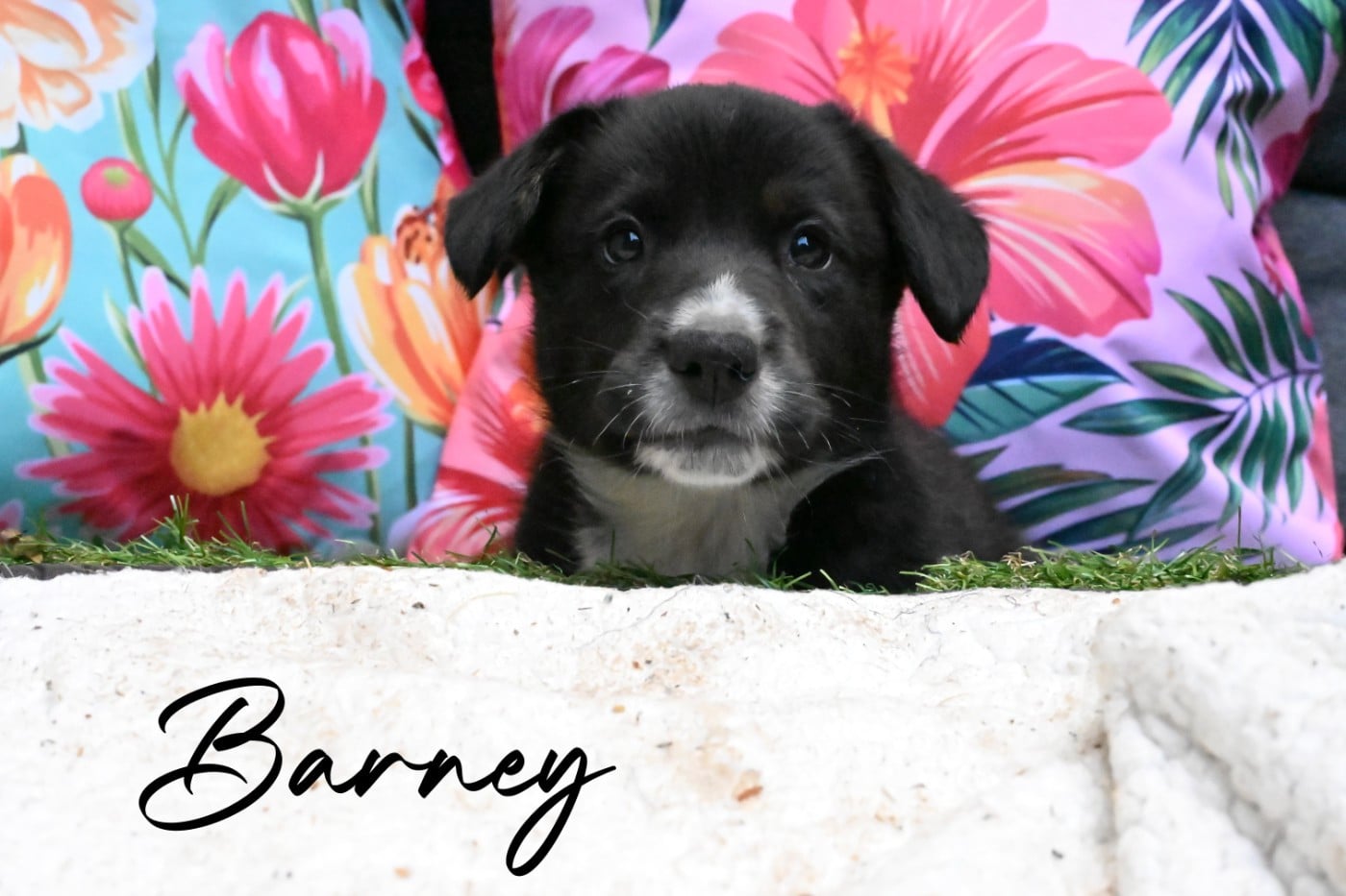 Barney