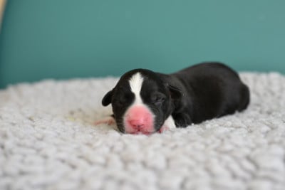 Les chiots de Welsh Corgi Cardigan
