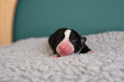 Les chiots de Welsh Corgi Cardigan