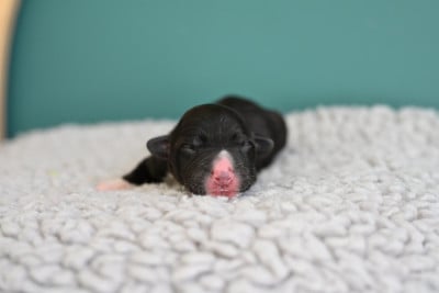 Les chiots de Welsh Corgi Cardigan