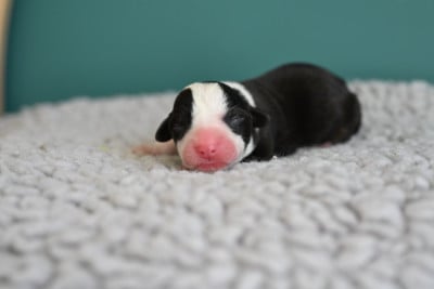 Les chiots de Welsh Corgi Cardigan
